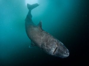 Гренландская акула фото